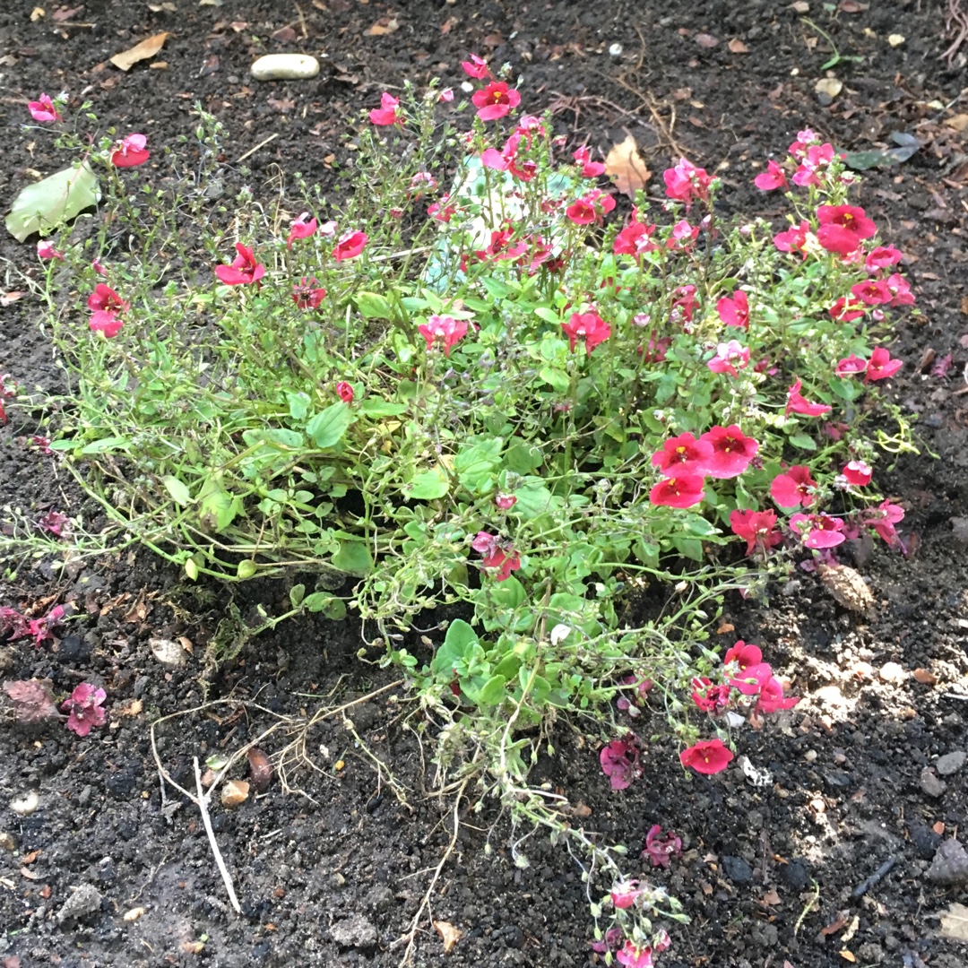 Diascia Ruby Field in the GardenTags plant encyclopedia Diascia Ruby Field in the GardenTags plant encyclopedia