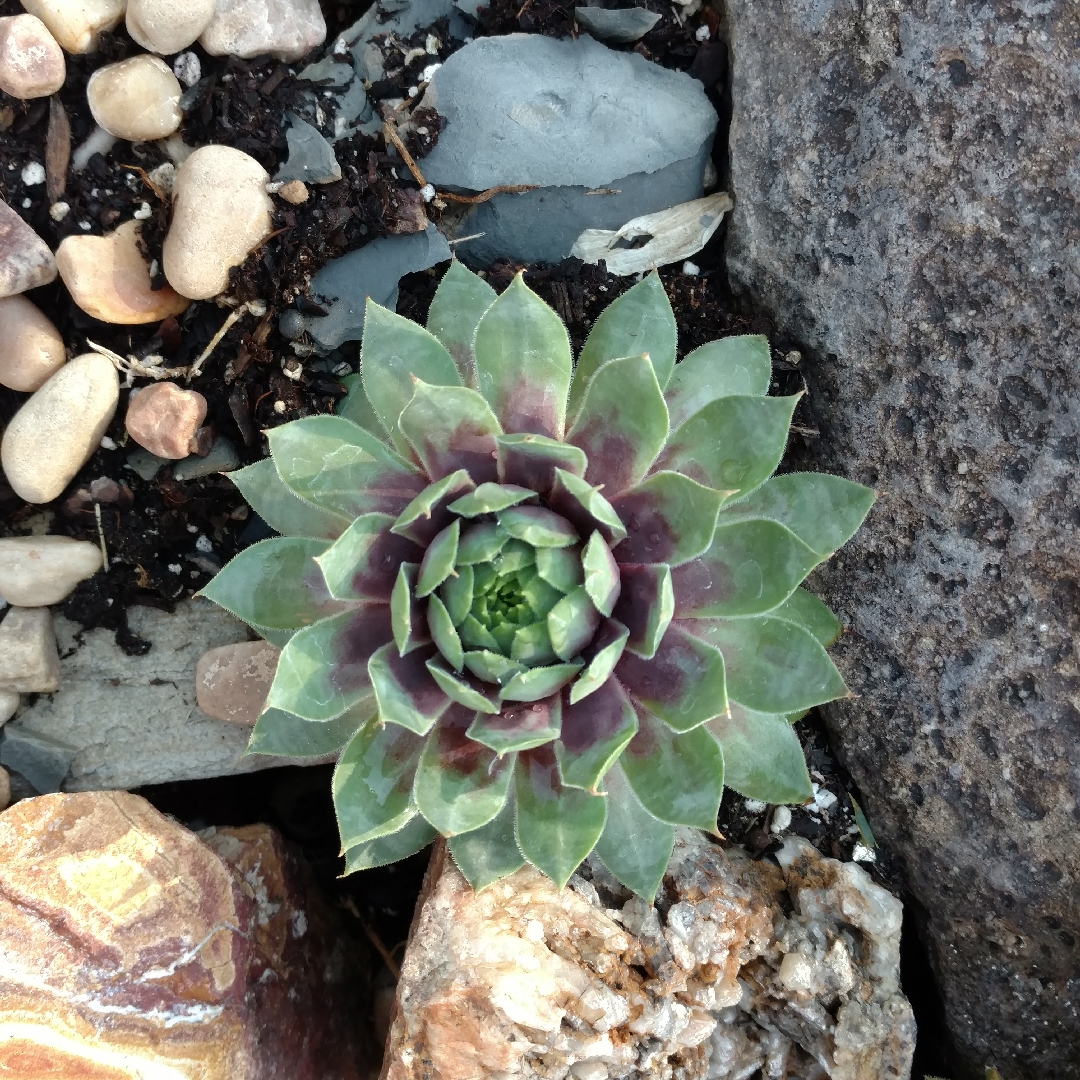 Sempervivum Cranberry Cocktail in the GardenTags plant encyclopedia