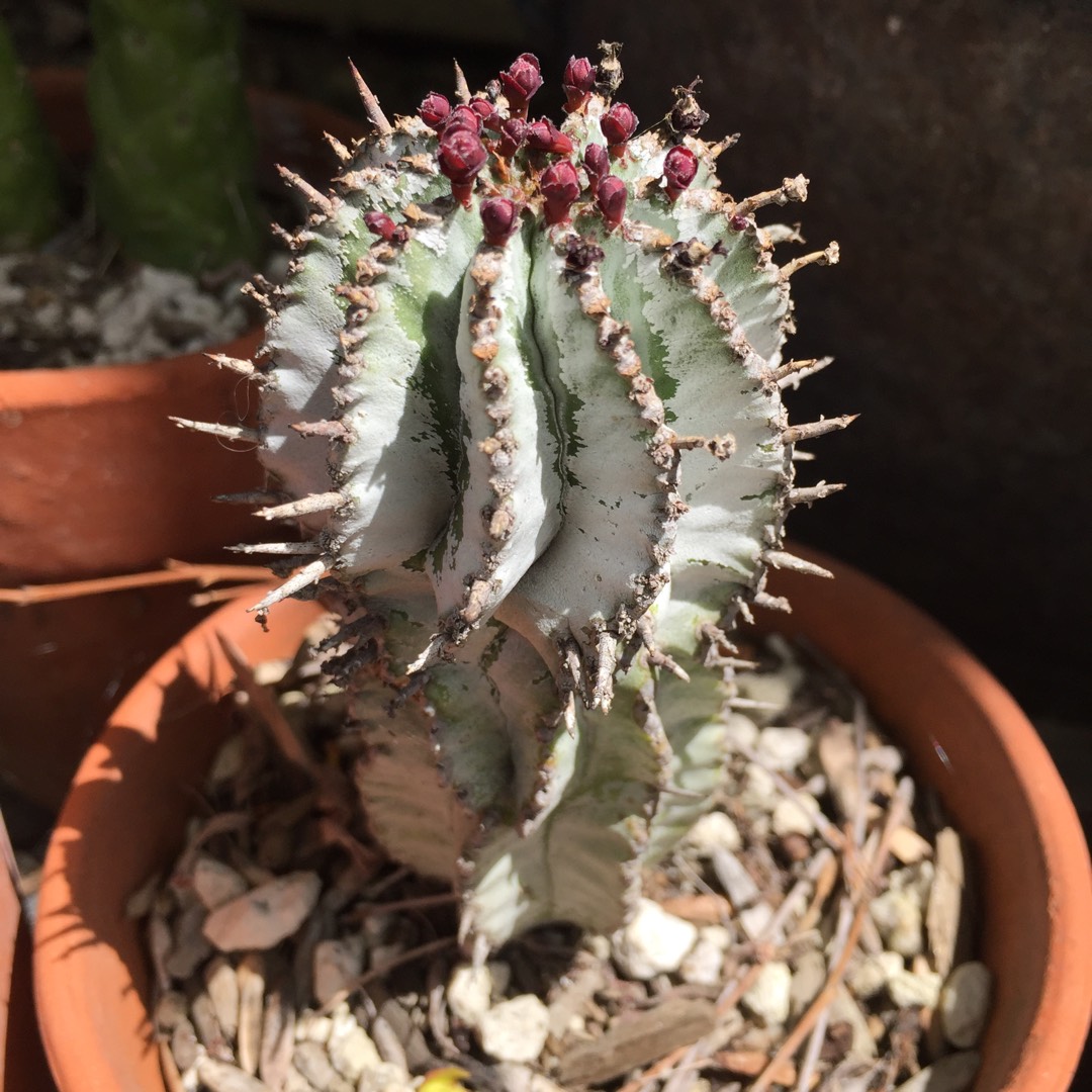 Euphorbia cereiformis var. submammillaris in the GardenTags plant encyclopedia Euphorbia submammillaris in the GardenTags plant encyclopedia
