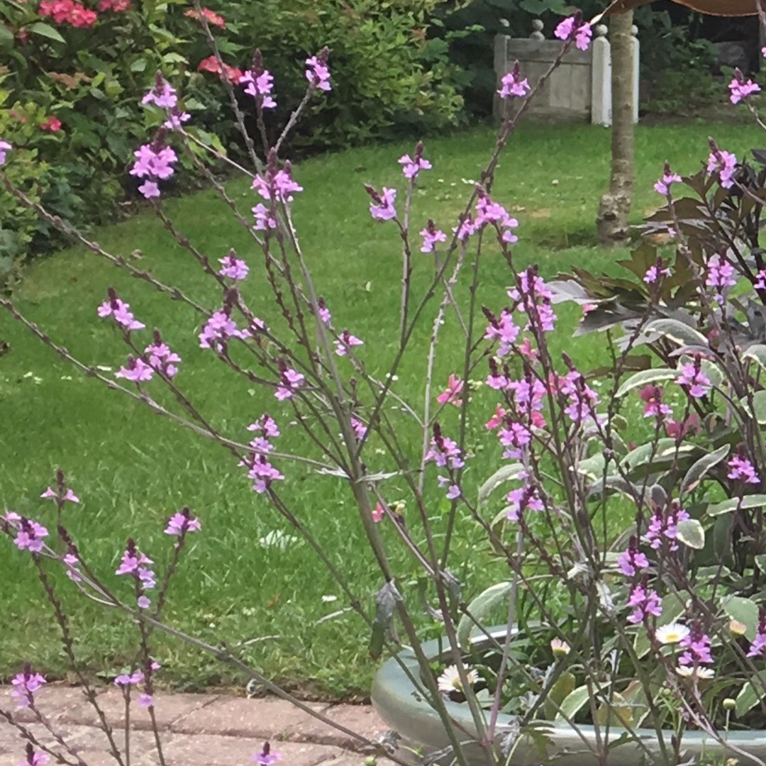 Verbena Bampton in the GardenTags plant encyclopedia