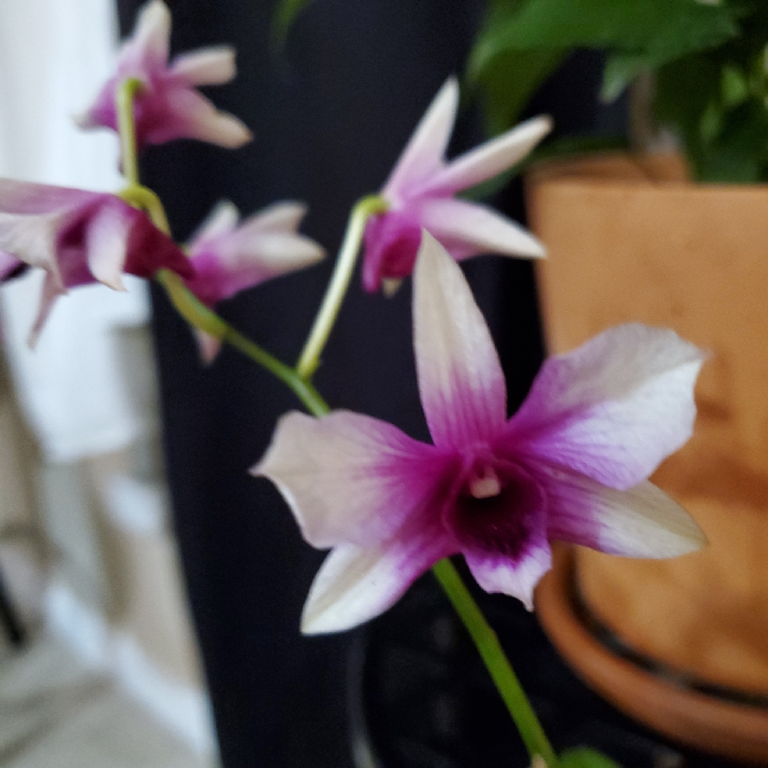 Dendrobium Polar Fire in the GardenTags plant encyclopedia Dendrobium Orchid Polar Fire in the GardenTags plant encyclopedia