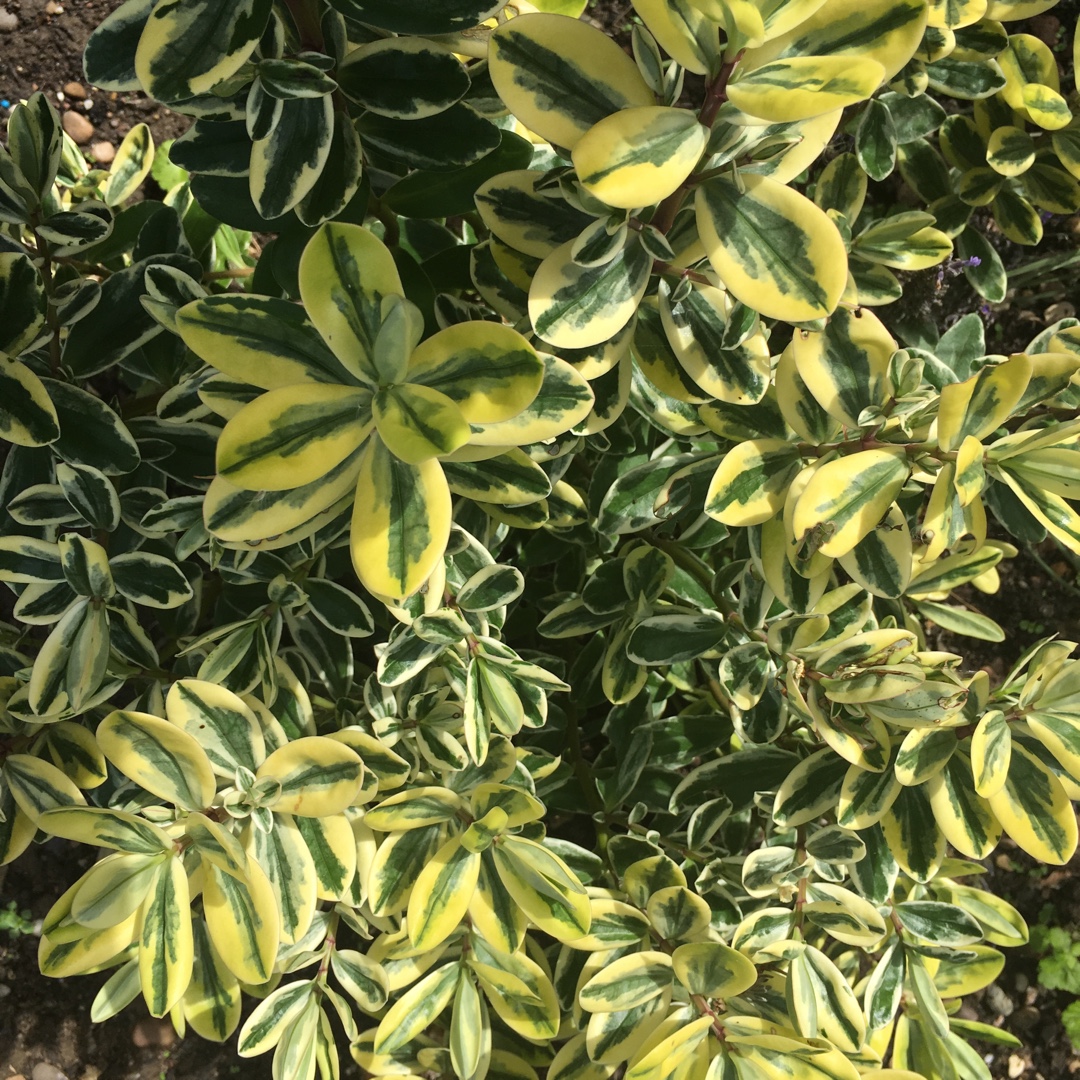 Hebe Liz in the GardenTags plant encyclopedia Shrubby Veronica Liz in the GardenTags plant encyclopedia
