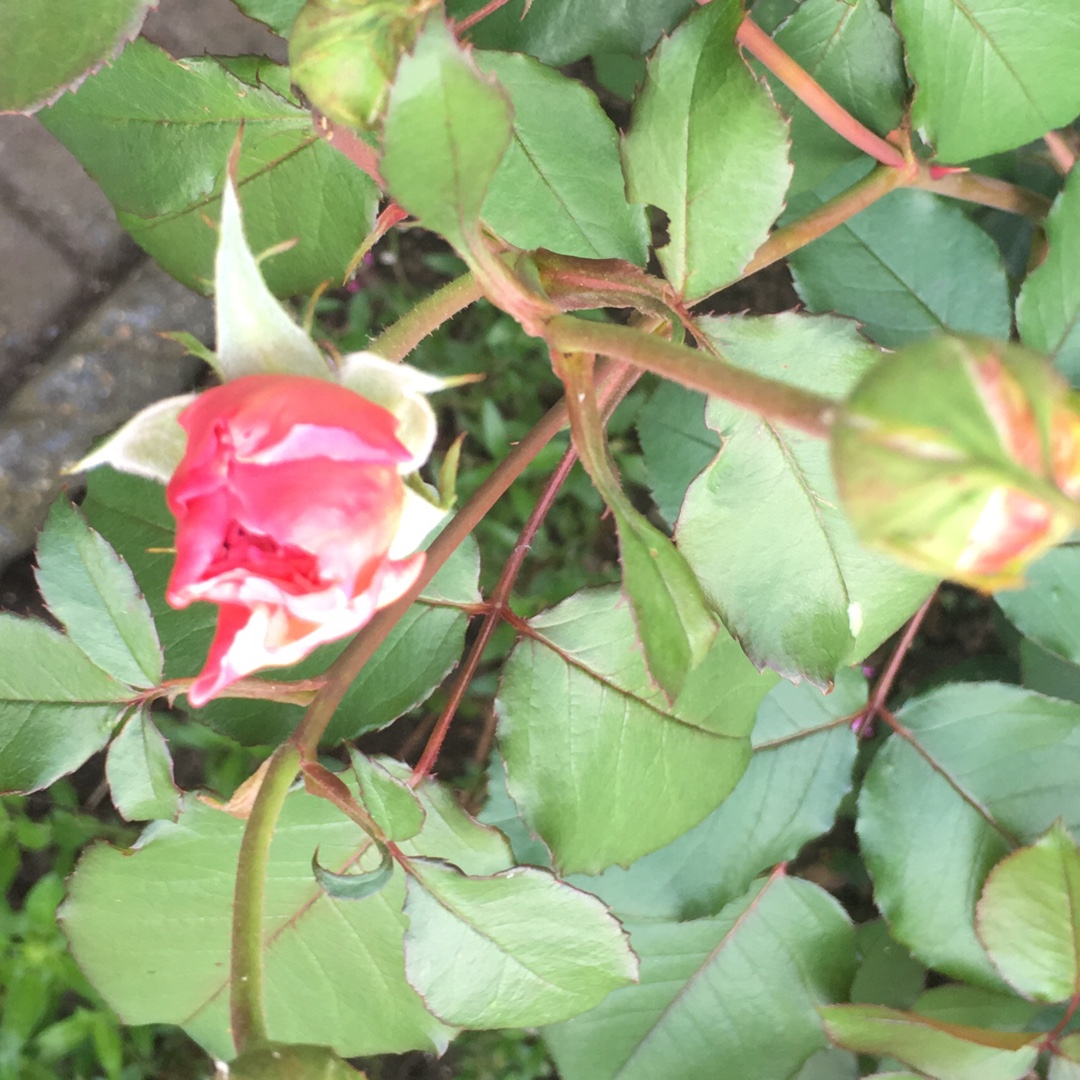 Rosa Ausmobile syn. Rosa The Albrighton Rambler in the GardenTags plant encyclopedia Rose The Albrighton Rambler (Rambler) in the GardenTags plant encyclopedia