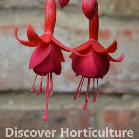 Fuchsia Marinka in the GardenTags plant encyclopedia Fuchsia Marinka in the GardenTags plant encyclopedia