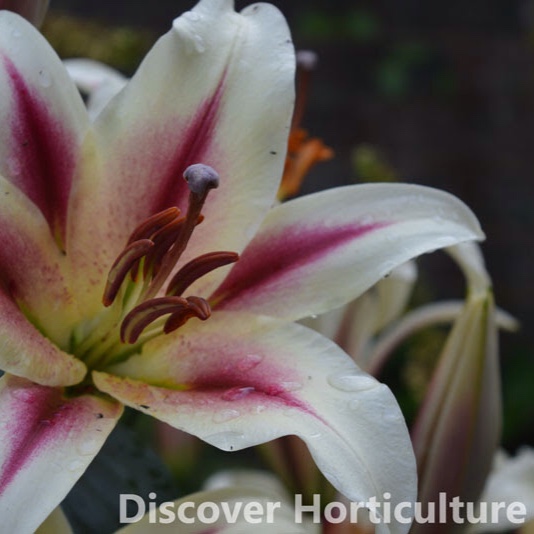 Lilium Playtime syn. Lilium Starburst in the GardenTags plant encyclopedia Lily Playtime (Oriental) in the GardenTags plant encyclopedia