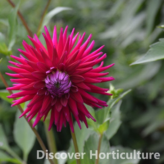 Dahlia Freestyle in the GardenTags plant encyclopedia Dahlia Freestyle (Cactus) in the GardenTags plant encyclopedia