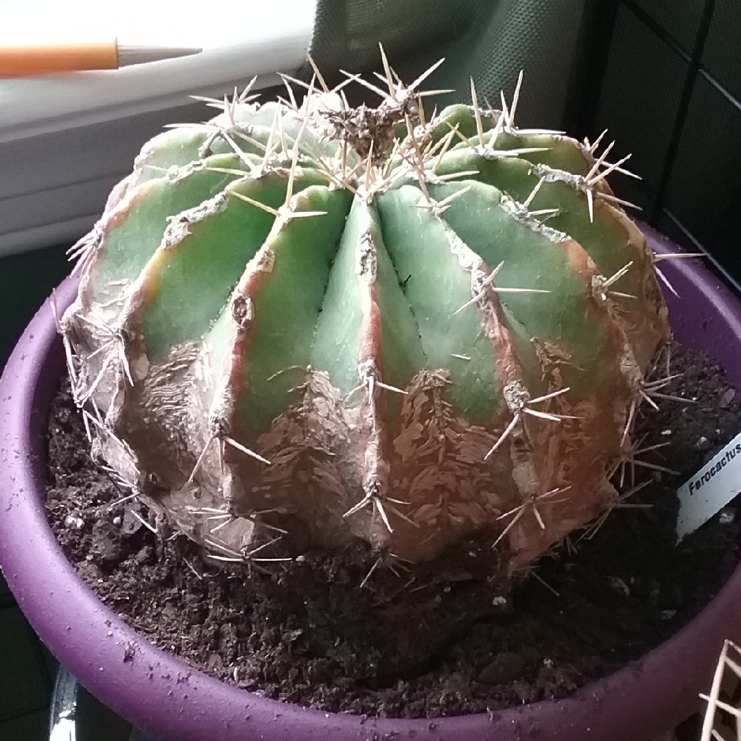 Ferocactus schwarzii in the GardenTags plant encyclopedia Schwarzs Barrel Cactus in the GardenTags plant encyclopedia