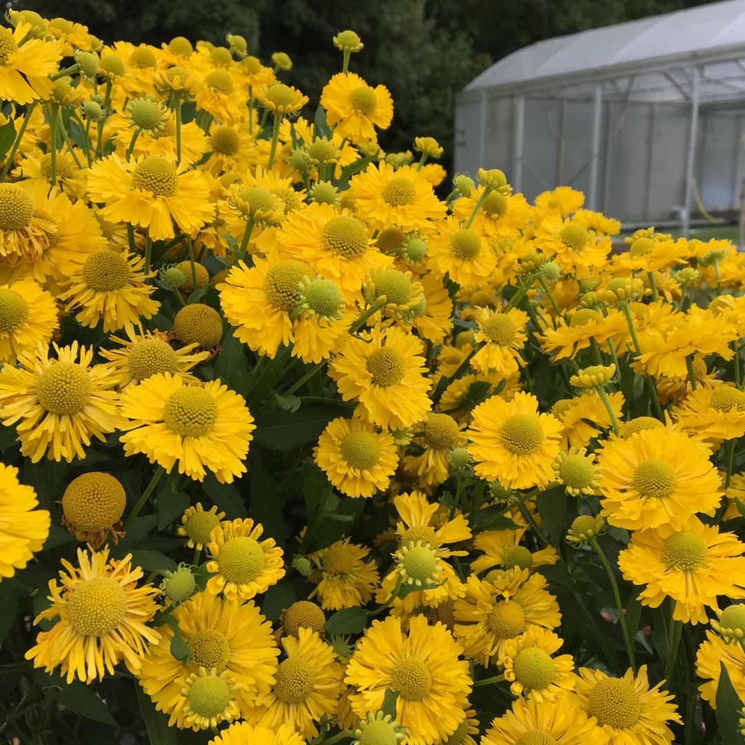 Helenium Double Trouble in the GardenTags plant encyclopedia Sneezeweed Double Trouble in the GardenTags plant encyclopedia