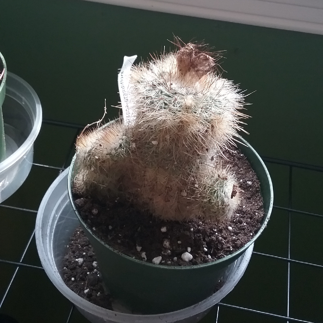 Copiapoa grandiflora in the GardenTags plant encyclopedia Copiapoa in the GardenTags plant encyclopedia