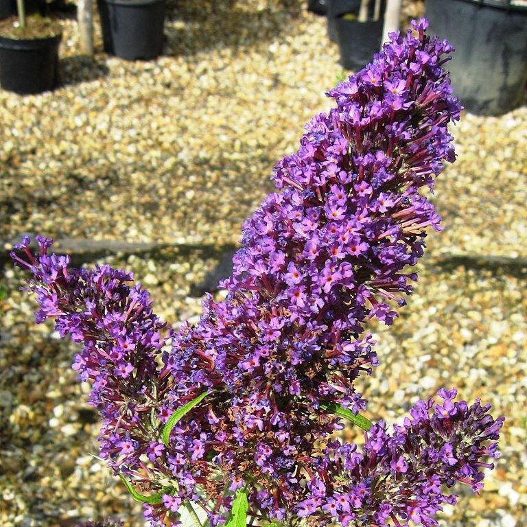 Buddleja davidii Pyrkeep (English Butterfly Series) syn. Buddleja davidii Purple Emperor in the GardenTags plant encyclopedia Butterfly Bush Purple Emperor in the GardenTags plant encyclopedia
