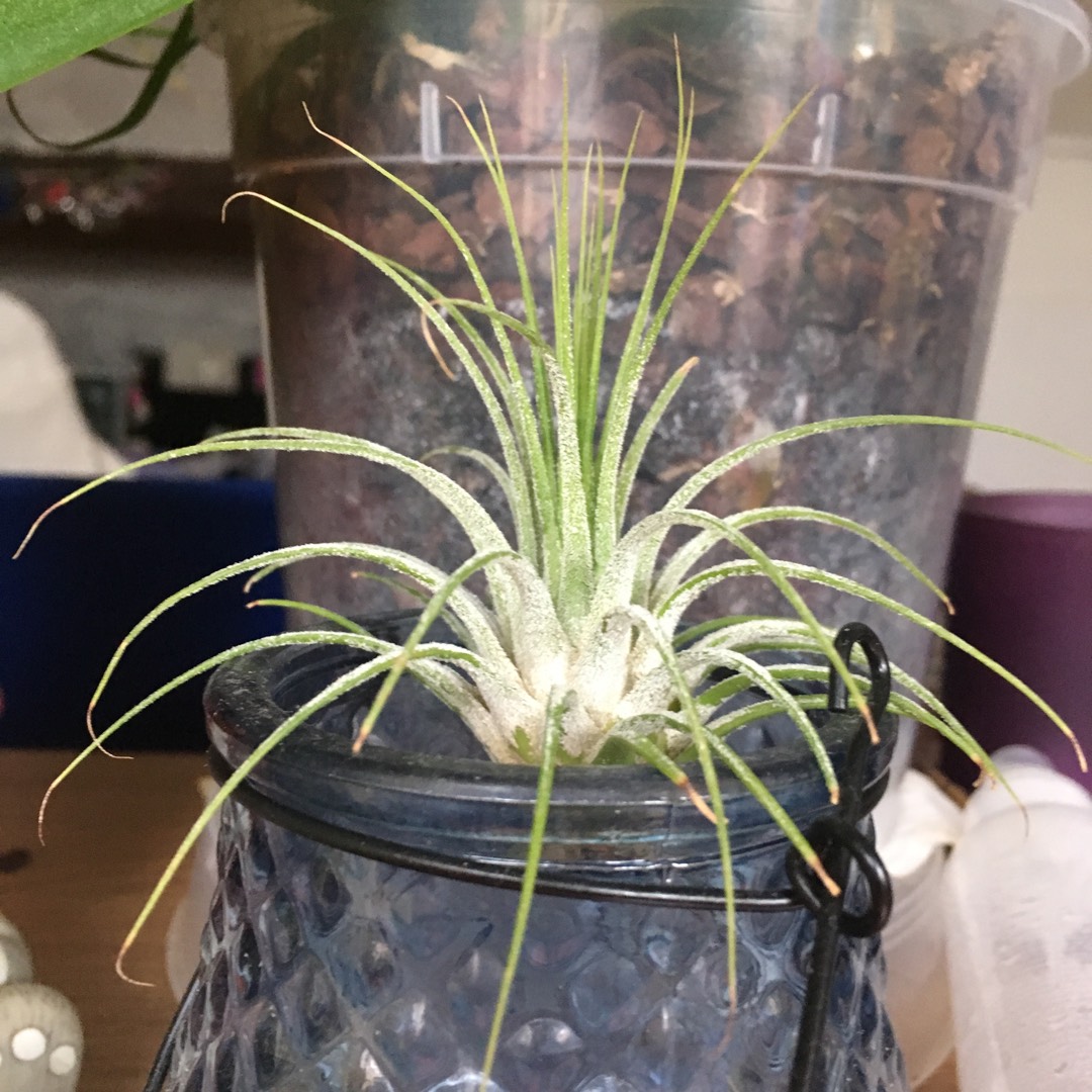 Tillandsia Ionantha Guatemala in the GardenTags plant encyclopedia Air Plant Guatemala in the GardenTags plant encyclopedia
