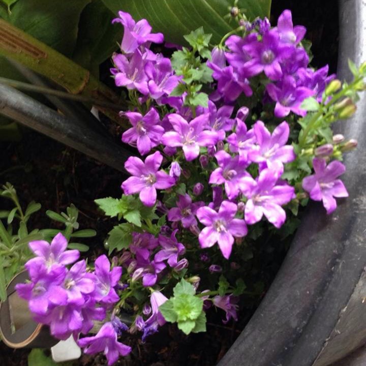 Campanula persicifolia Grandiflora in the GardenTags plant encyclopedia Bell Flower in the GardenTags plant encyclopedia