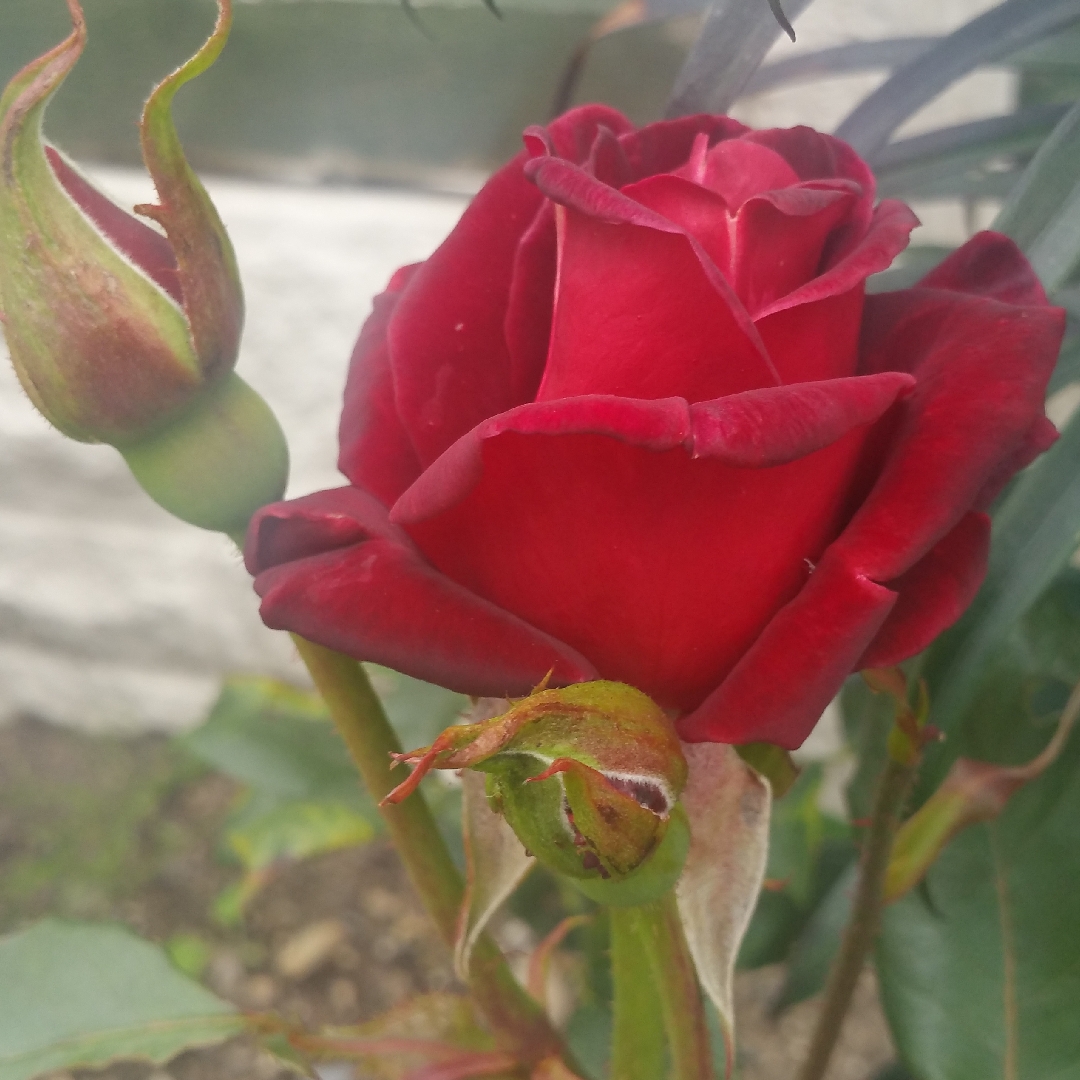 Rose Black Baccara (Hybrid Tea) in the GardenTags plant encyclopedia