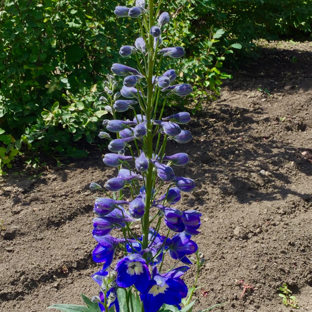 Delphinium Elatum Blue Bird in the GardenTags plant encyclopedia Delphinium Pacific Blue Bird in the GardenTags plant encyclopedia