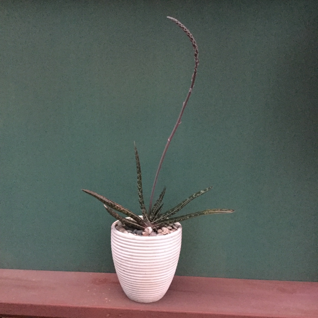 Gasteria acinacifolia in the GardenTags plant encyclopedia Gasteria acinacifolia in the GardenTags plant encyclopedia
