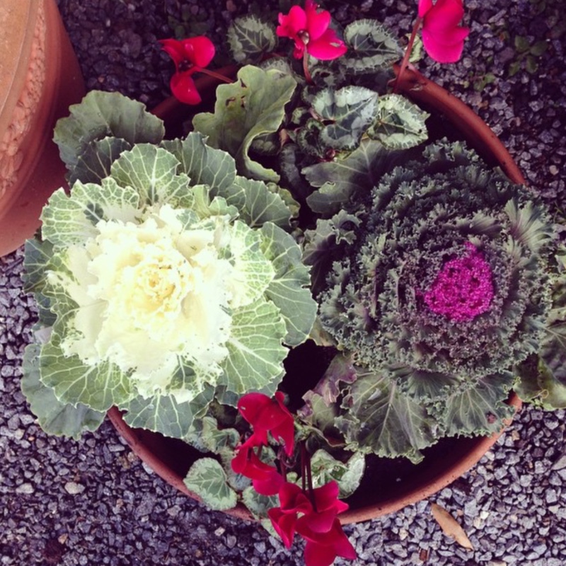 Brassica oleracea in the GardenTags plant encyclopedia Ornamental Cabbage in the GardenTags plant encyclopedia