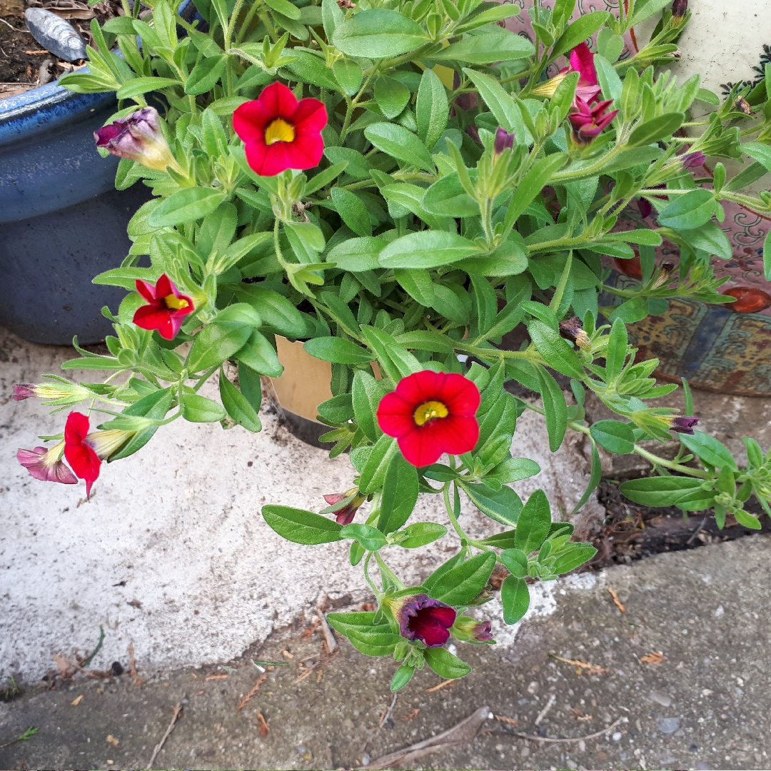 Calibrachoa x hybrida Callie Scarlet in the GardenTags plant encyclopedia Callie Scarlet Red in the GardenTags plant encyclopedia