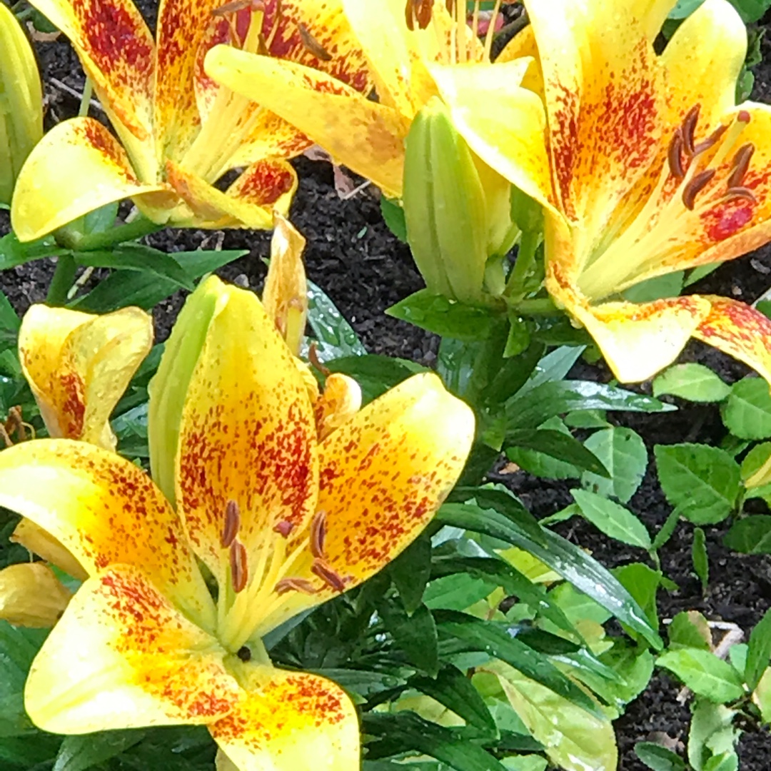 Lilium Tiny Orange Sensation in the GardenTags plant encyclopedia Lily Tiny Orange Sensation (Asiatic) in the GardenTags plant encyclopedia