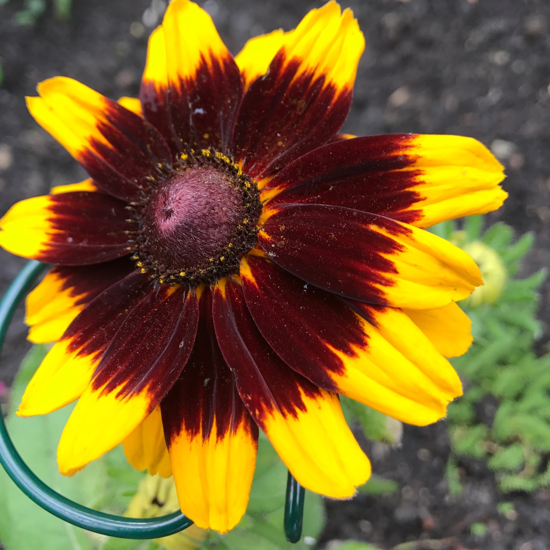 Coneflower Denver Daisy in the GardenTags plant encyclopedia