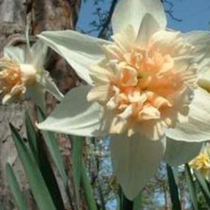 Daffodil Petit Four (Double) in the GardenTags plant encyclopedia