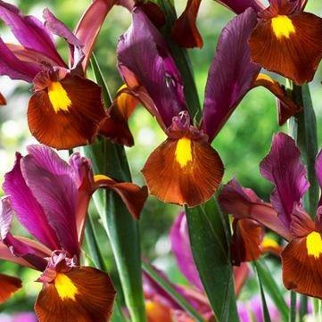 Iris 'Red Ember', Dutch Iris in GardenTags plant encyclopedia