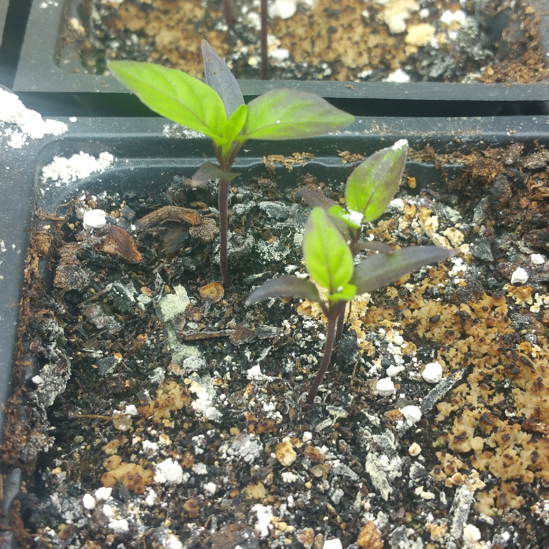 Capsicum annuum longum group Chinese 5 color in the GardenTags plant encyclopedia Chilli Chinese 5 Color in the GardenTags plant encyclopedia