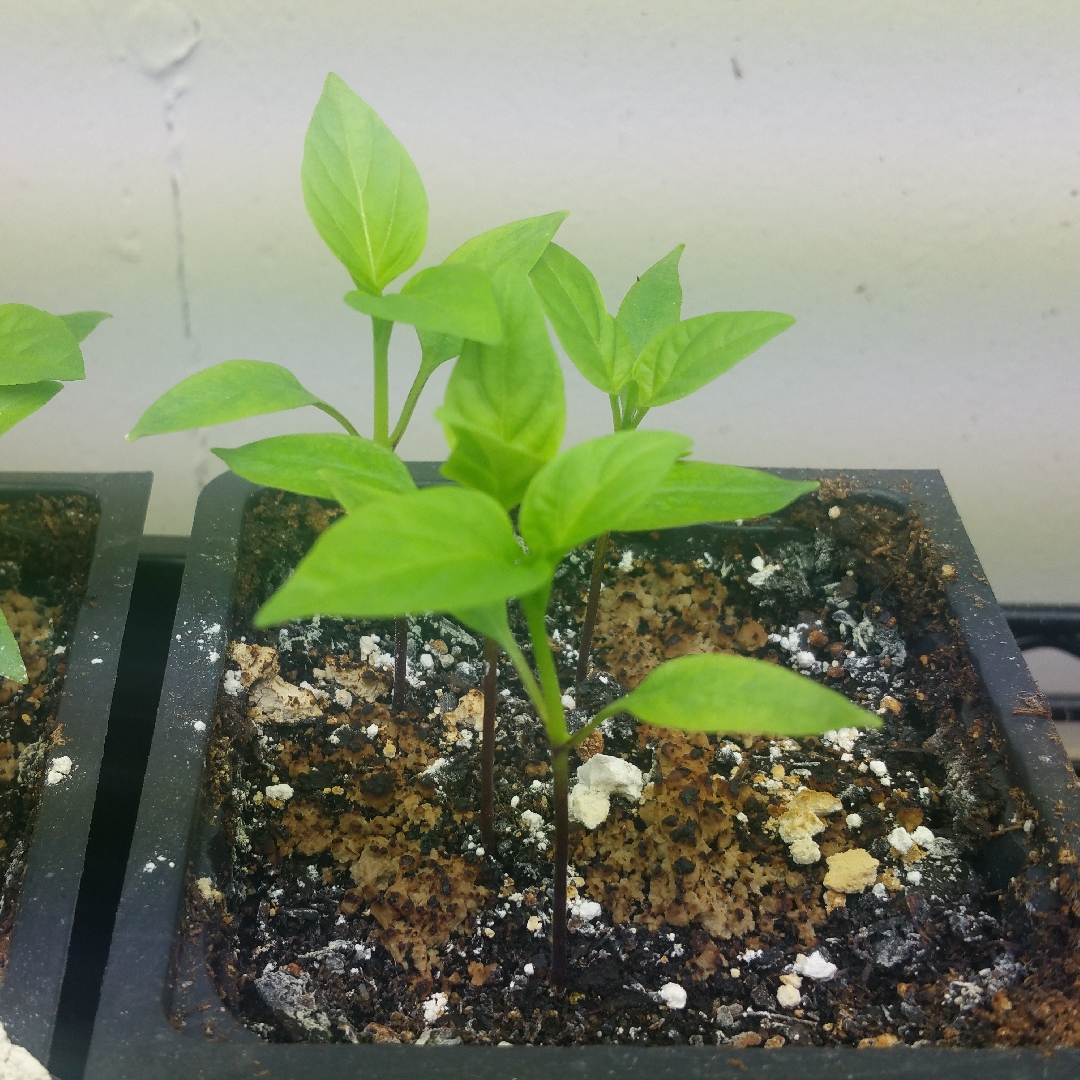 Capsicum annuum Leutschauer Paprika in the GardenTags plant encyclopedia Chilli Leutschauer Paprika in the GardenTags plant encyclopedia