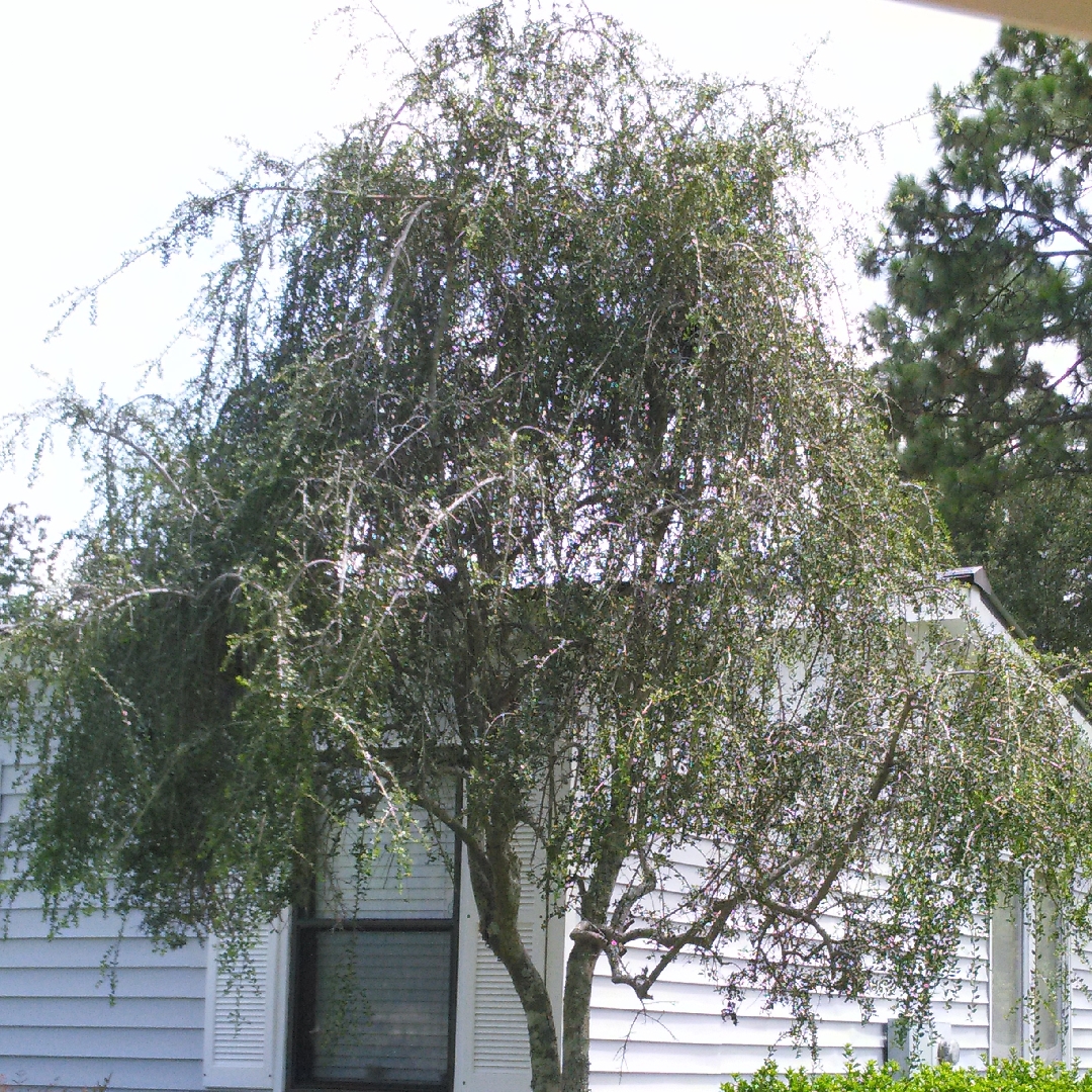 Ilex vomitoria Pendula in the GardenTags plant encyclopedia Weeping Yaupon in the GardenTags plant encyclopedia