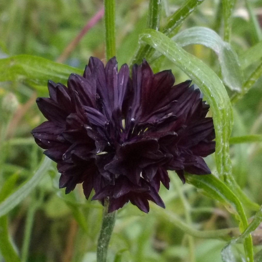 Centaurea cyanus Double Black in the GardenTags plant encyclopedia Cornflower Double Black in the GardenTags plant encyclopedia