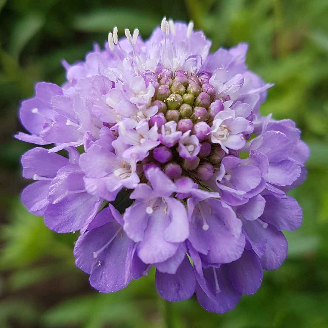 Scabiosa atropurpurea Blue Cushion in the GardenTags plant encyclopedia Scabious Blue Cushion in the GardenTags plant encyclopedia