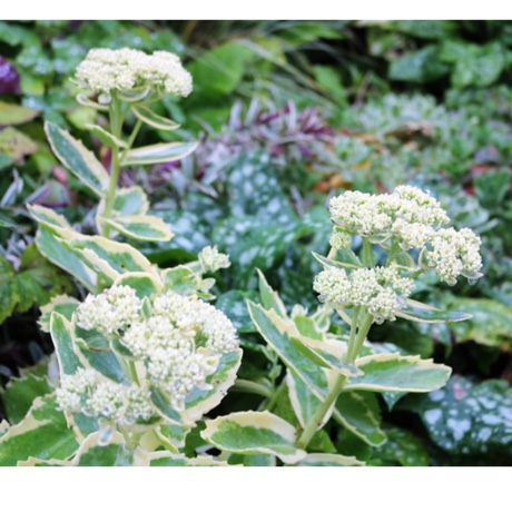 Hylotelephium Erythrostictum v. Frosty Morn in the GardenTags plant encyclopedia Hylotelephium Frosty Morn in the GardenTags plant encyclopedia