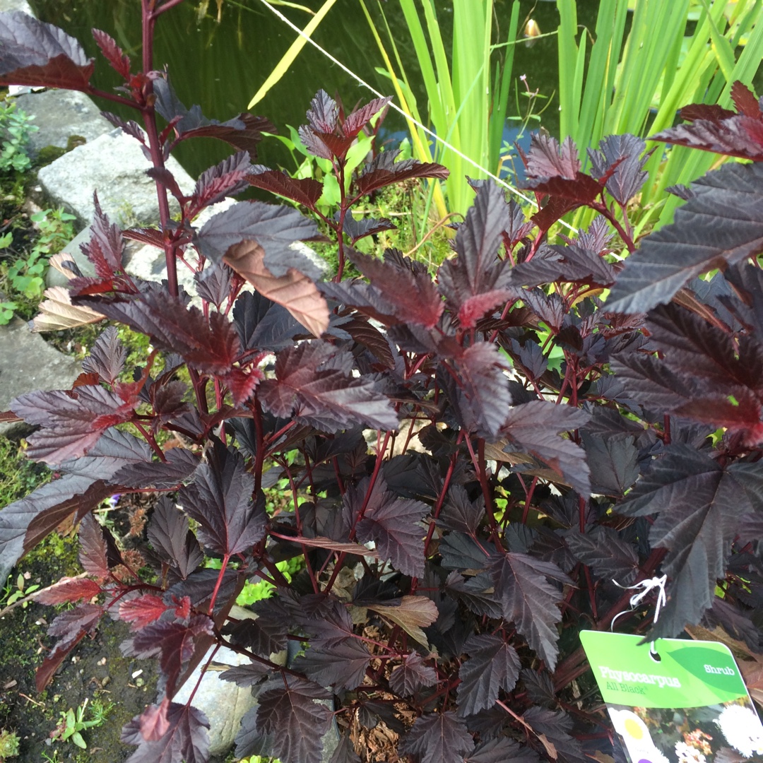 Physocarpus opulifolius Minall2 syn. Physocarpus opulifolius All Black in the GardenTags plant encyclopedia Ninebark All Black in the GardenTags plant encyclopedia