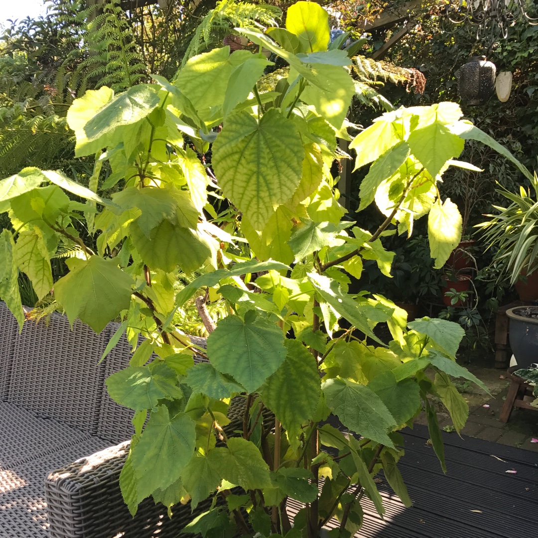 Sparmannia Africana in the GardenTags plant encyclopedia House Lime in the GardenTags plant encyclopedia