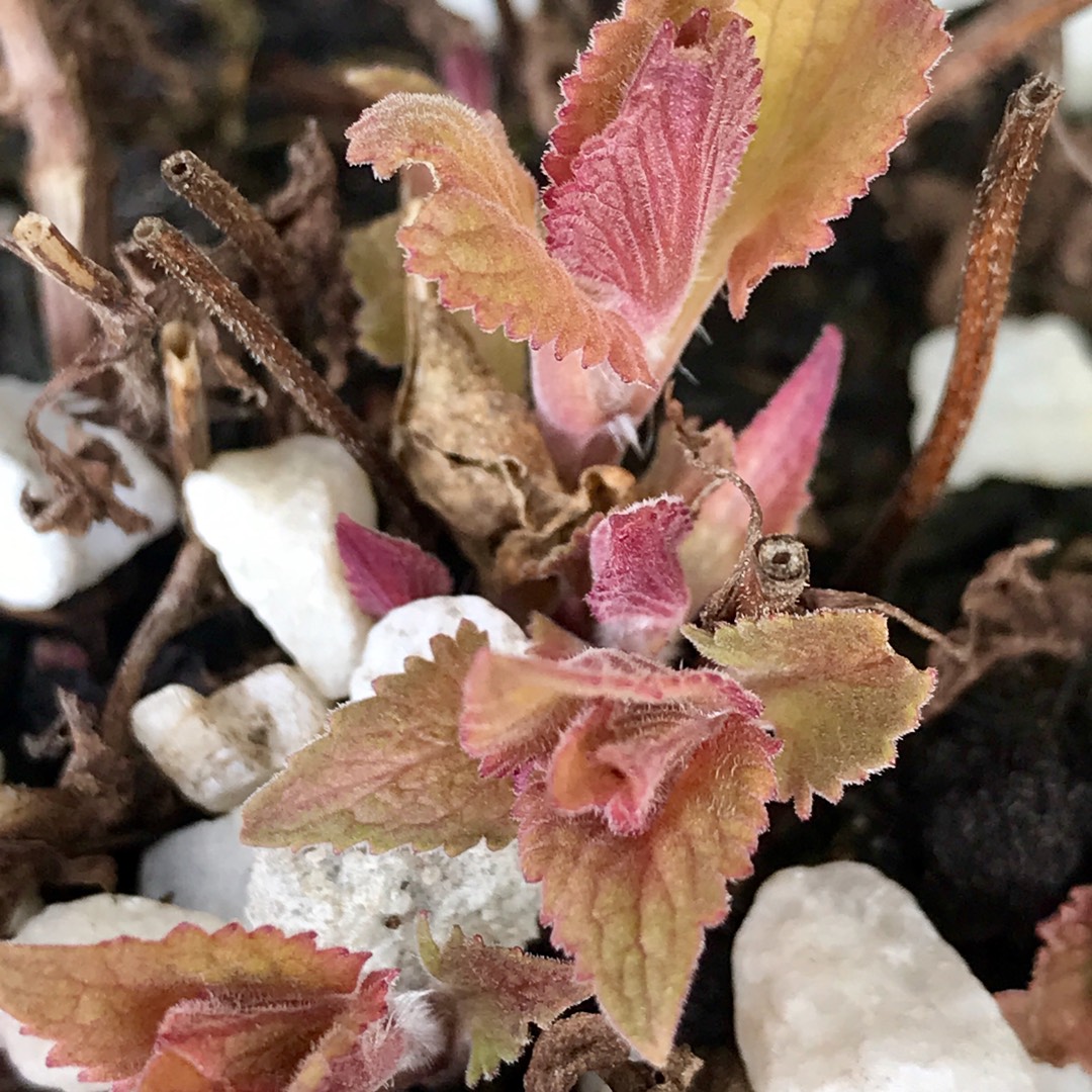 Catnip Blue Dragon in the GardenTags plant encyclopedia