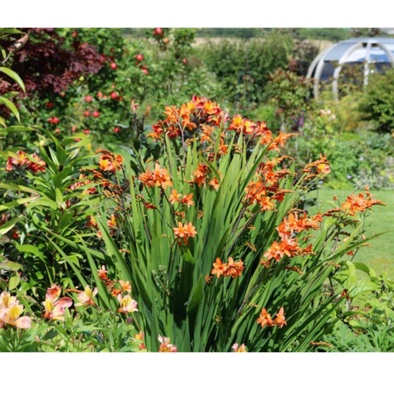 Crocosmia Okavango in the GardenTags plant encyclopedia Montbretia Okavango in the GardenTags plant encyclopedia