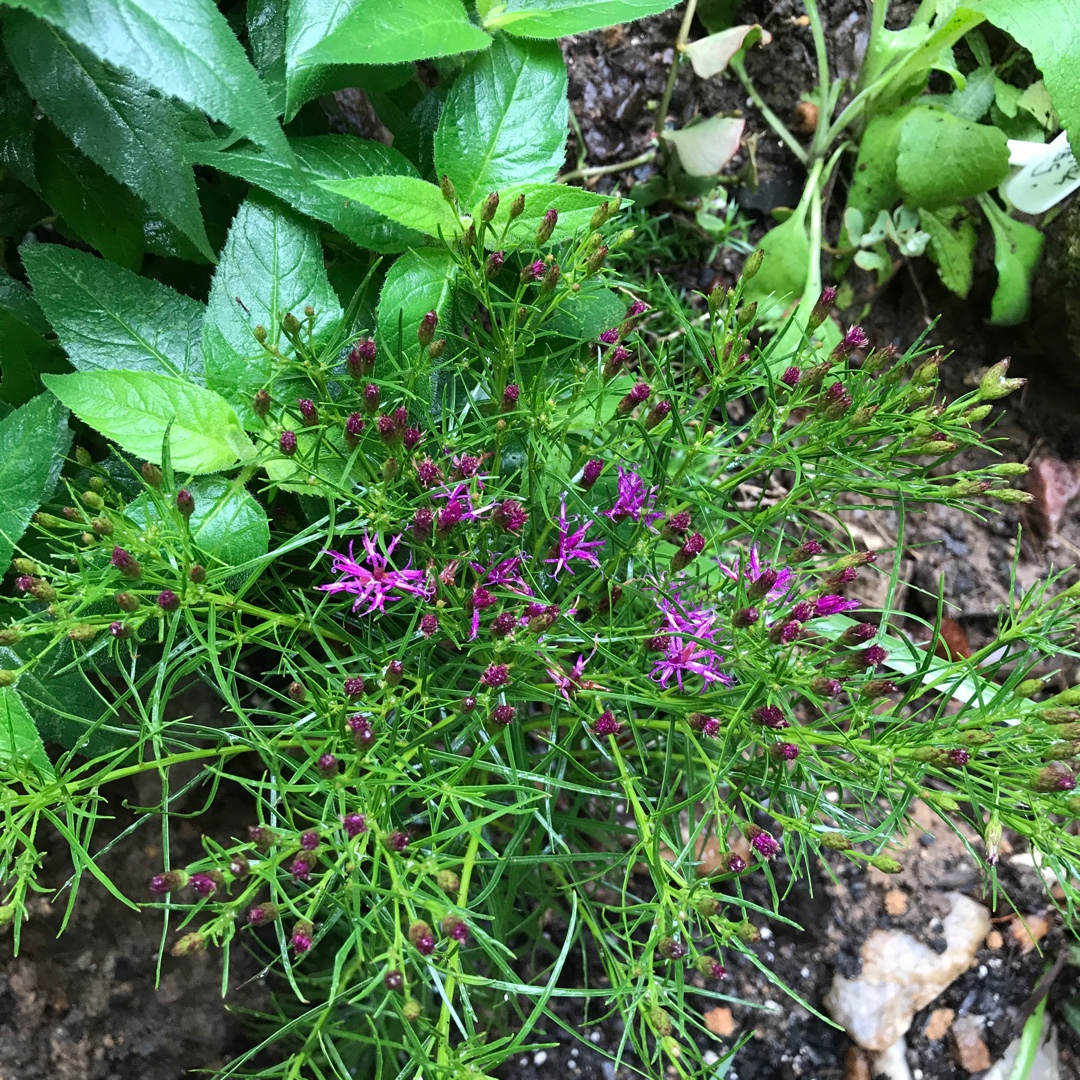 Vernonia lettermannii Iron Butterfly in the GardenTags plant encyclopedia Narrowleaf Ironweed in the GardenTags plant encyclopedia