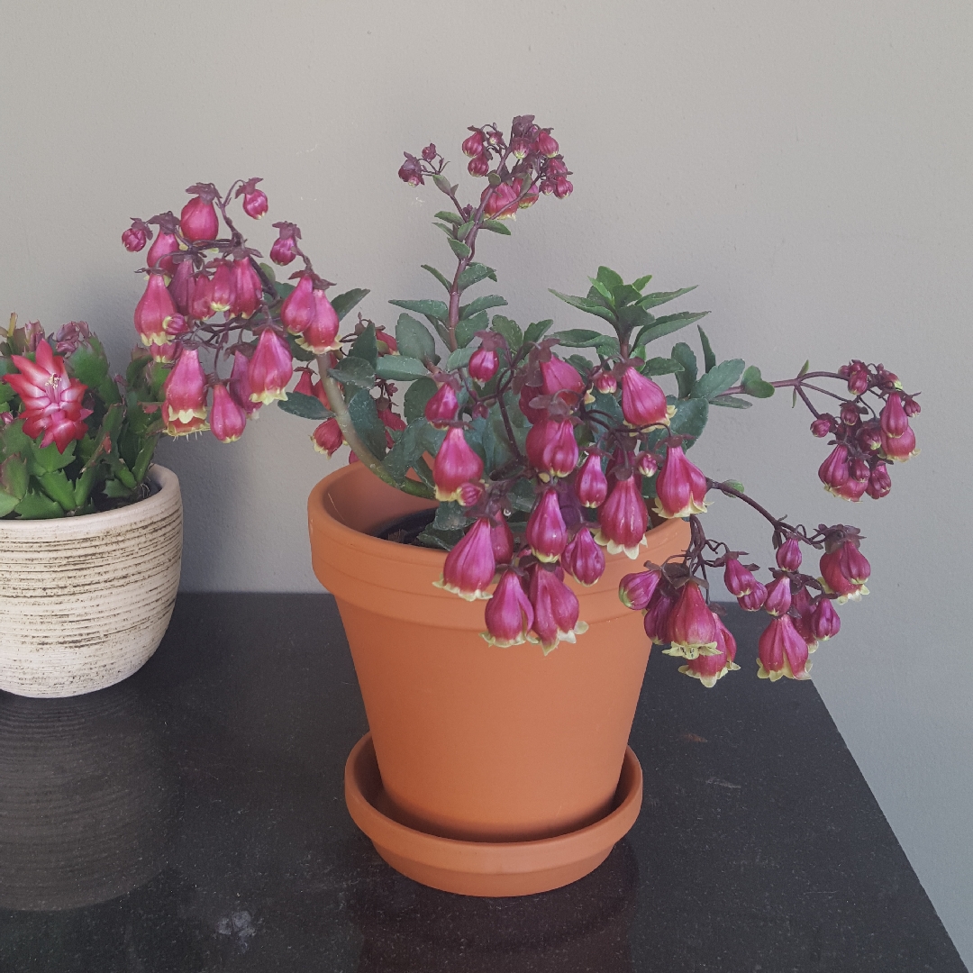 Kalanchoe Wendy in the GardenTags plant encyclopedia