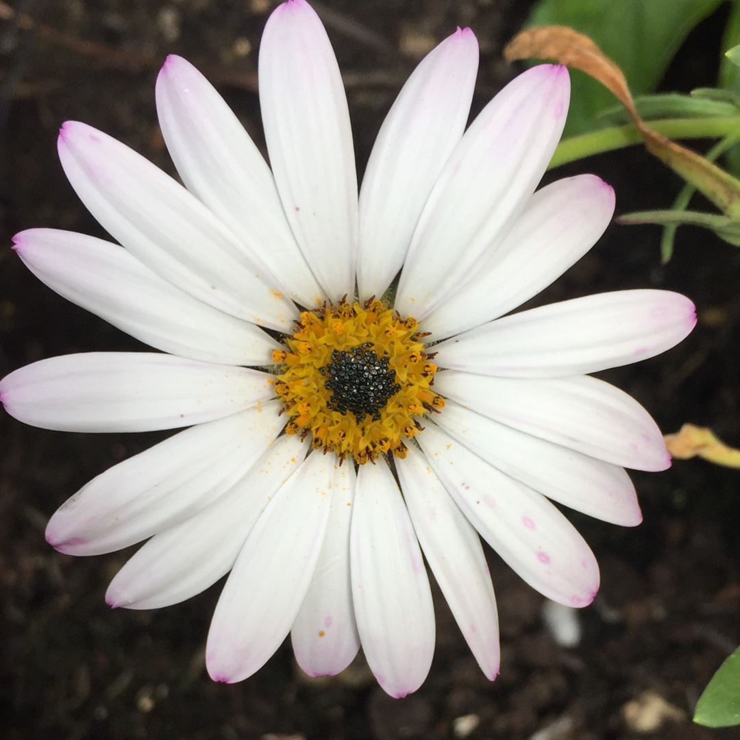 Osteospermum Lady Leitrim in the GardenTags plant encyclopedia African Daisy Lady Leitrim in the GardenTags plant encyclopedia