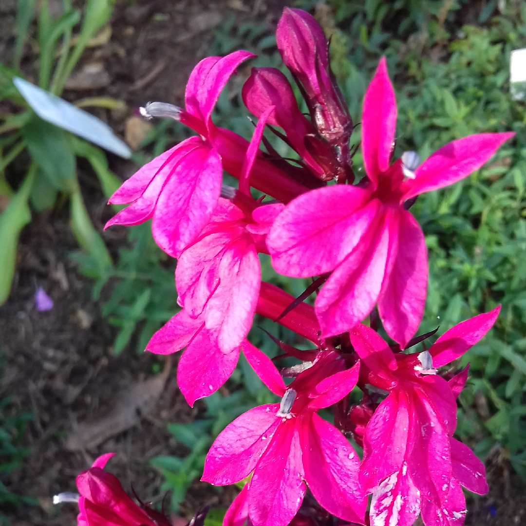 Lobelia x speciosa Fan Deep Rose in the GardenTags plant encyclopedia Lobelia Fan Deep Rose in the GardenTags plant encyclopedia