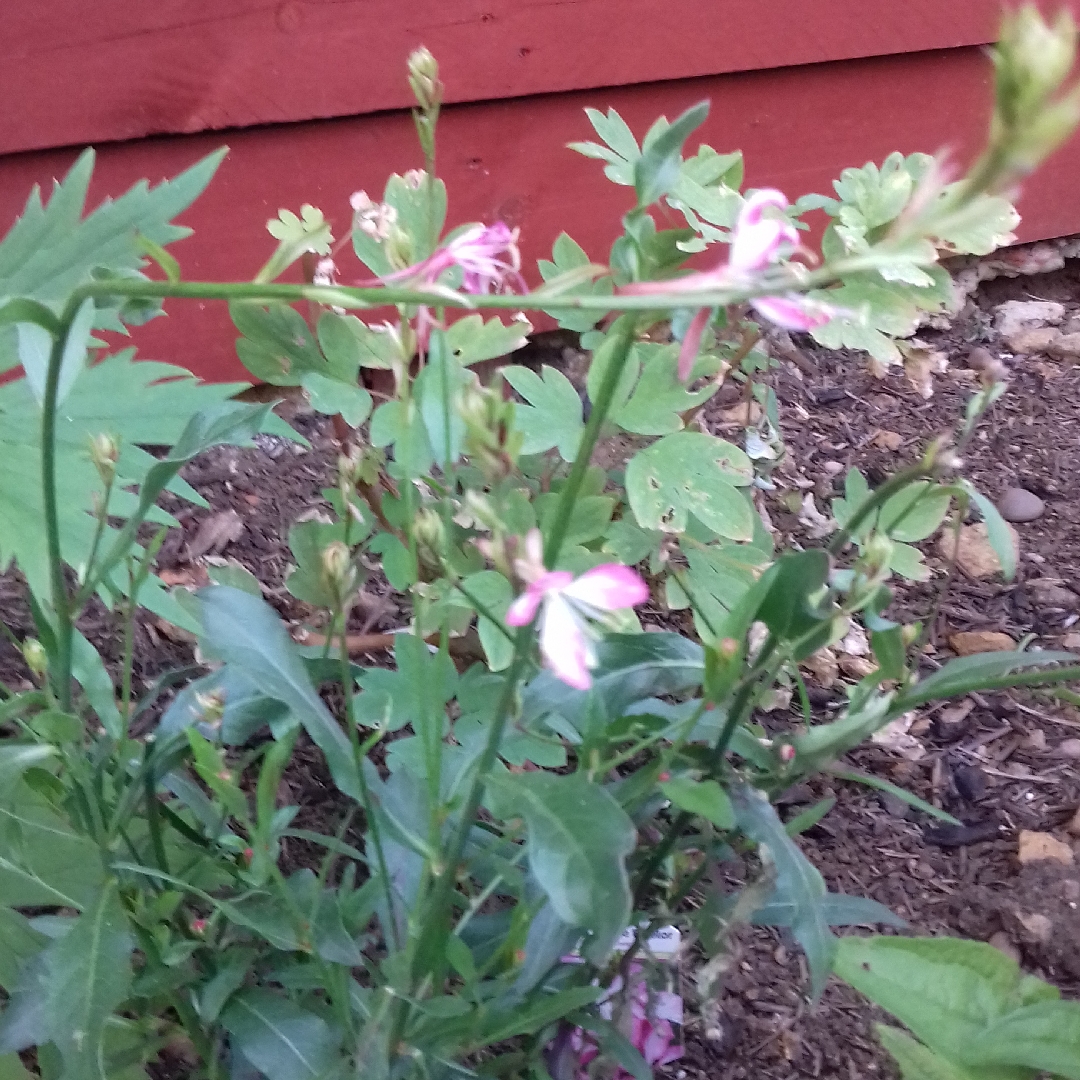 Oenothera lindheimeri Gambit Rose Bicolor syn. Gaura lindheimeri Gambit Rose Bicolor in the GardenTags plant encyclopedia Lindheimers Beeblossom Gambit Rose Bicolor in the GardenTags plant encyclopedia