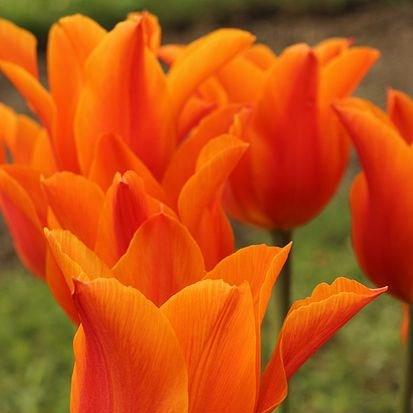 Tulipa Ballerina in the GardenTags plant encyclopedia Tulip Ballerina (Lily-flowered) in the GardenTags plant encyclopedia