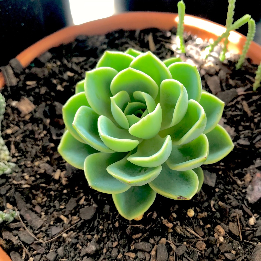 Echeveria Bees Knees in the GardenTags plant encyclopedia Echeveria Bees Knees in the GardenTags plant encyclopedia