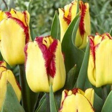 Tulipa Cape Town in the GardenTags plant encyclopedia Tulip Cape Town (Single Early) in the GardenTags plant encyclopedia