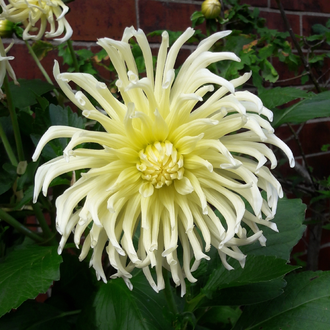 Dahlia Playa Blanca in the GardenTags plant encyclopedia Dahlia Playa Blanca in the GardenTags plant encyclopedia