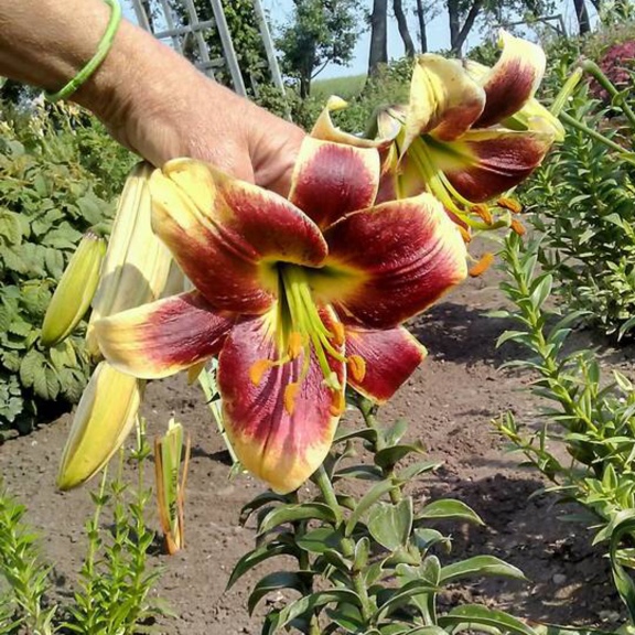 Lilium Debby syn. Lilium Debbie in the GardenTags plant encyclopedia Lily Debby (Other) in the GardenTags plant encyclopedia