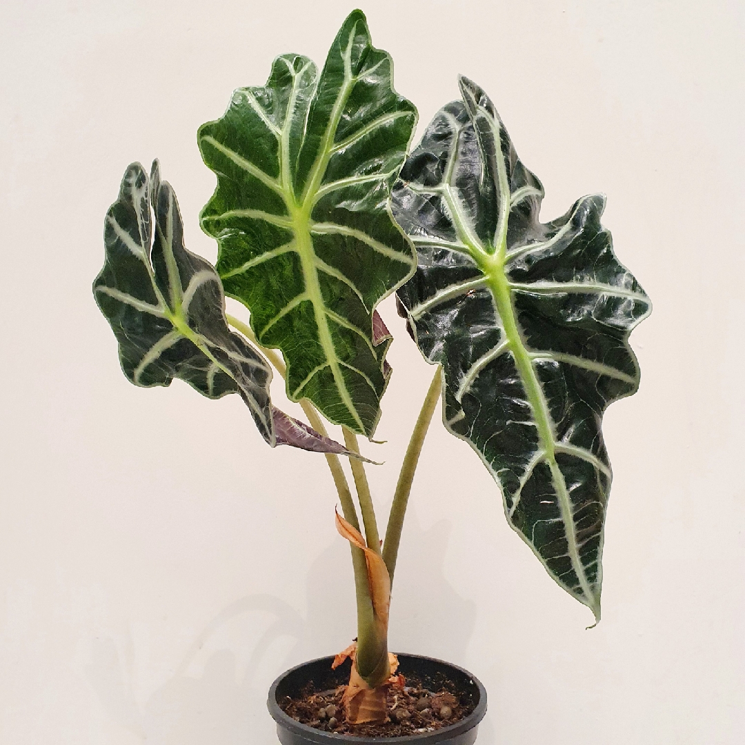 Alocasia x amazonica Polly in the GardenTags plant encyclopedia African mask in the GardenTags plant encyclopedia