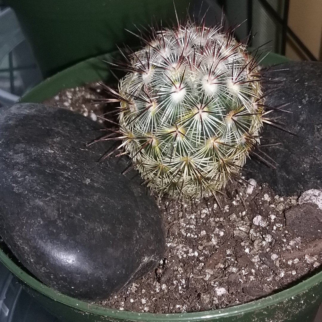 Coryphantha cornifera subsp. radians in the GardenTags plant encyclopedia Sea-urchin cactus in the GardenTags plant encyclopedia