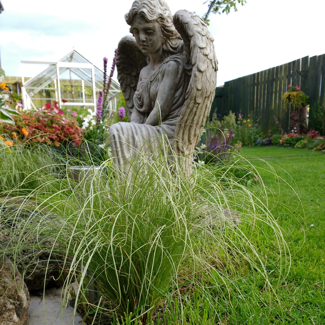 Carex comans Mint Curls in the GardenTags plant encyclopedia Carex Mint Curls in the GardenTags plant encyclopedia
