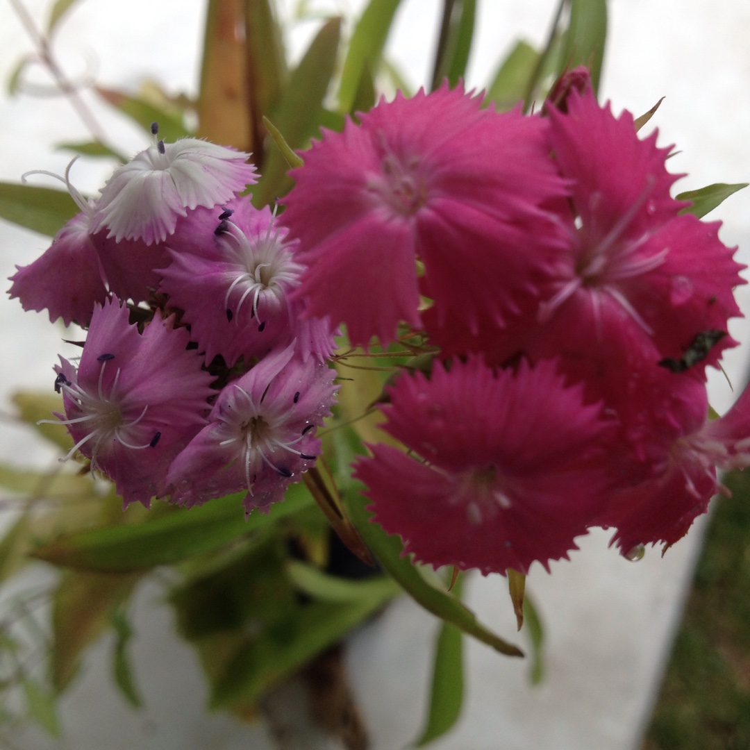 Dianthus barbatus Dash (Mix) in the GardenTags plant encyclopedia Sweet William Dash (Mix) in the GardenTags plant encyclopedia