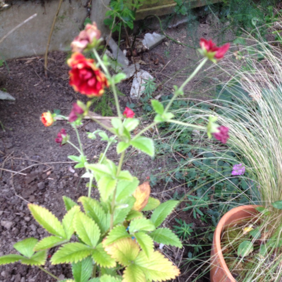 Potentilla Arc-en-ciel in the GardenTags plant encyclopedia Cinquefoil Arc-en-ciel in the GardenTags plant encyclopedia